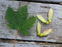 Acer pseudoplatanus