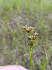 Cladium mariscoides
