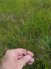 Cladium mariscoides