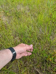 Cladium mariscoides