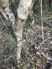 Olea capensis macrocarpa