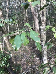 Olea capensis macrocarpa