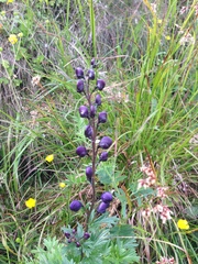 Aconitum plicatum