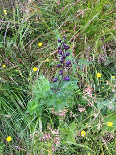 Image of Aconitum plicatum by (c) juliusp, some rights reserved (CC BY)