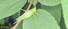 Tettigonia dolichoptera