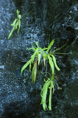 Pinguicula longifolia