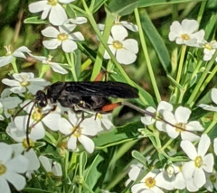 Ceropales bipunctata