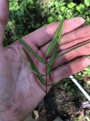 Thyrsanthella difformis