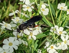 Ceropales bipunctata