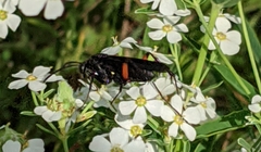 Ceropales bipunctata