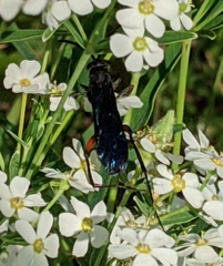 Ceropales bipunctata