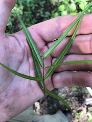 Thyrsanthella difformis