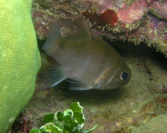 Nectamia