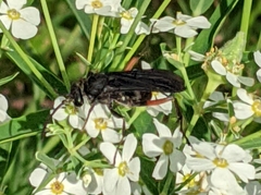 Ceropales bipunctata