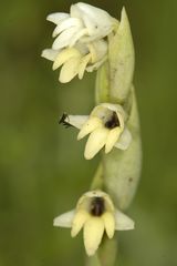 Habenaria heyneana
