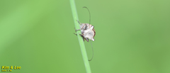Exechesops leucopis