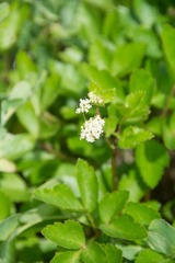 Angelica lucida