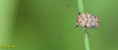 Exechesops leucopis