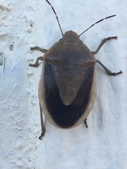 Chlorochroa osborni