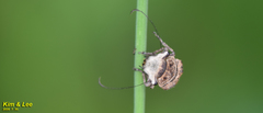 Exechesops leucopis