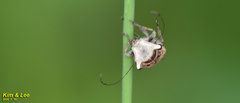 Exechesops leucopis