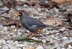 Pterorhinus mitratus