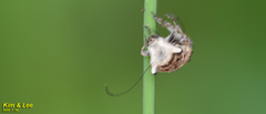 Exechesops leucopis