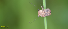 Exechesops leucopis