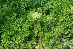 Angelica lucida