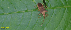 Gonocerini
