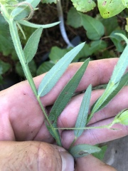 Crotalaria sagittalis