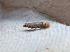 Eucosma ochroterminana