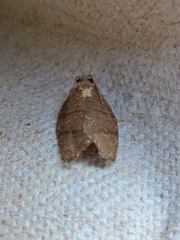 Argyrotaenia juglandana