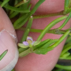 Spergularia canadensis