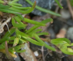 Spergularia canadensis