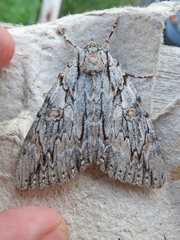 Catocala subnata