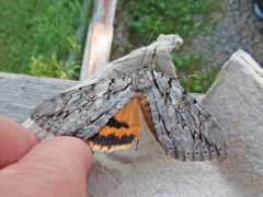 Catocala subnata