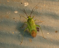 Lygocoris
