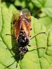 Arge cyanocrocea