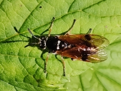 Arge cyanocrocea