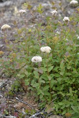 Spiraea beauverdiana