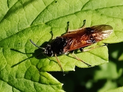 Arge cyanocrocea