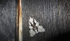 Acronicta funeralis