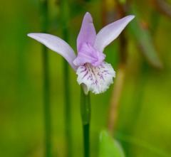 Arethusa bulbosa