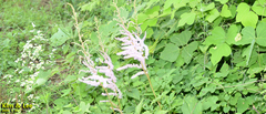 Astilbe rubra