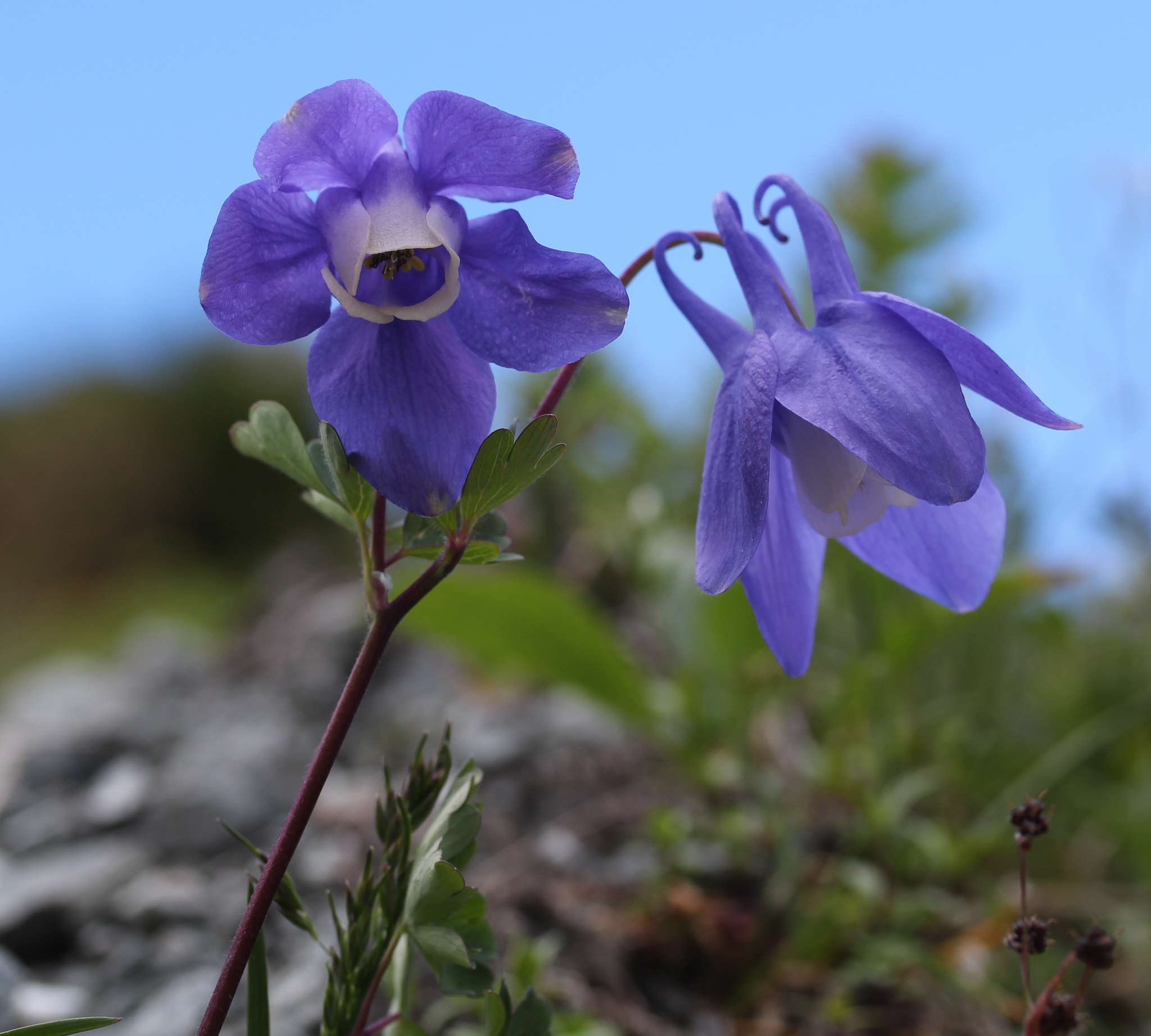 Aquilegia flabellata