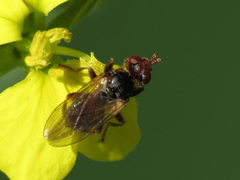 Myopa minor