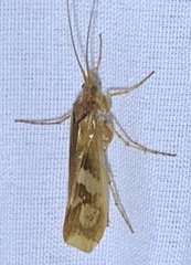 Limnephilus rhombicus