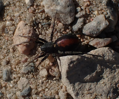 Castianeira descripta