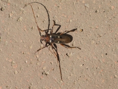Eburia quadrigeminata